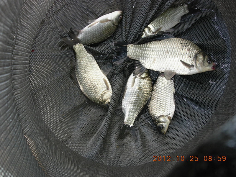 1345682126_683280d0_1351879440.jpg